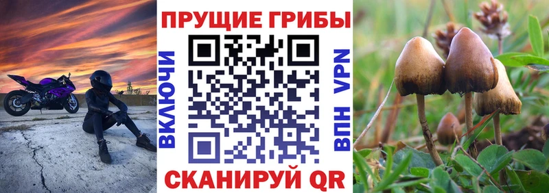 Псилоцибиновые грибы Cubensis  наркота  Оса 